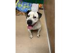 Adopt George a White - with Black Mixed Breed (Large) / Mixed dog in Fort