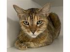 Adopt Lennifer a Brown Tabby Domestic Shorthair / Mixed (short coat) cat in