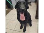 Adopt Dominic a Black Labrador Retriever