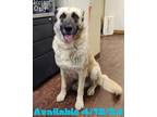 Adopt Dog Kennel #4 a Anatolian Shepherd, Mixed Breed