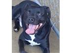 Adopt Joshua a Black Boxer / Retriever (Unknown Type) / Mixed dog in
