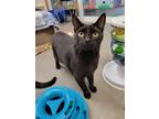 Adopt Spook a All Black Domestic Shorthair / Mixed (short coat) cat in Park