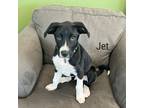 Adopt Jet a Black Labrador Retriever, Great Pyrenees