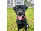 Adopt Tubbs~s23/24-0065 a Black Mastiff / Mixed dog in Bangor, ME (38787222)