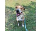 Adopt Lincoln a Brown/Chocolate Labrador Retriever / Boxer / Mixed dog in