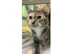 Adopt Maya a Brown or Chocolate Domestic Longhair / Domestic Shorthair / Mixed