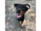 Adopt Clyde a Black Rottweiler / Mixed dog in Spartanburg, SC (38637317)