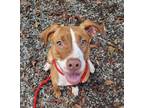 Adopt Hazelnut a Red/Golden/Orange/Chestnut American Pit Bull Terrier / Mixed