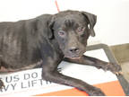 Adopt Snoop a Black American Pit Bull Terrier / Mixed dog in Bowling Green