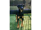 Adopt Waffle a Black Labrador Retriever / German Shepherd Dog / Mixed dog in