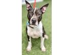 Adopt Azzy a Black American Pit Bull Terrier / Mixed dog in Roseville