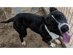 Adopt Jethro a Mixed Breed