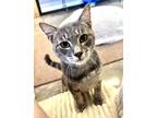 Adopt Leonard a Gray or Blue Domestic Shorthair / Domestic Shorthair / Mixed cat
