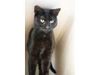 Adopt Zia ~ SPONSORED a All Black Domestic Shorthair / Domestic Shorthair /