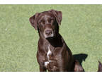 Adopt Zarah a Brown/Chocolate Australian Shepherd / Labrador Retriever / Mixed