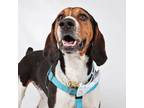 Adopt Snowboard a Hound, Mixed Breed