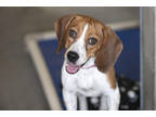 Adopt Baby a Brown/Chocolate Beagle / Mixed dog in Colorado Springs