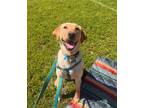 Adopt Ranger a Labrador Retriever, Retriever