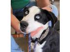 Adopt Artemis a Black Catahoula Leopard Dog / Husky / Mixed dog in Terre Haute