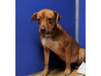 Adopt Azalea a Brown/Chocolate Terrier (Unknown Type, Small) / Mixed dog in