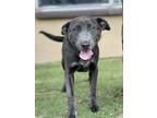 Adopt Sparky a Gray/Blue/Silver/Salt & Pepper Australian Cattle Dog / Mixed dog