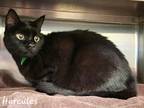 Adopt Hercules a All Black Domestic Shorthair / Domestic Shorthair / Mixed cat