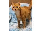 Adopt Cavatappi a Orange or Red Domestic Shorthair / Domestic Shorthair / Mixed