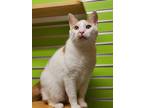 Adopt Soma a White Domestic Shorthair / Domestic Shorthair / Mixed (short coat)