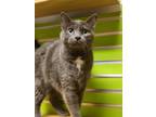 Adopt Piper a Gray or Blue Domestic Shorthair / Domestic Shorthair / Mixed cat