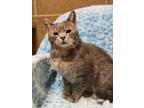 Adopt Toshi a Gray or Blue Domestic Shorthair / Domestic Shorthair / Mixed