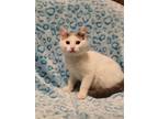 Adopt Aperture a White Siamese / Domestic Shorthair / Mixed (short coat) cat in