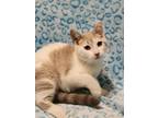 Adopt Hologram a White Siamese / Domestic Shorthair / Mixed (short coat) cat in