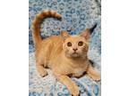 Adopt Slim Jim a Tan or Fawn Domestic Shorthair / Domestic Shorthair / Mixed