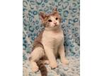 Adopt Contrast a White Siamese / Domestic Shorthair / Mixed (short coat) cat in