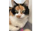 Adopt Rosie a White Domestic Shorthair / Domestic Shorthair / Mixed cat in