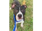 Adopt Etheria a Black American Pit Bull Terrier / Mixed dog in Baton Rouge
