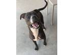 Adopt Campbell a Black American Pit Bull Terrier / Mixed dog in Baton Rouge