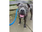 Adopt Eddie Hall a Gray/Blue/Silver/Salt & Pepper Mixed Breed (Large) / Mixed