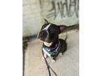 Adopt Aelfhere a Black Mixed Breed (Large) / Mixed dog in Cincinnati