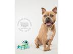 Adopt Esterra a Tan/Yellow/Fawn Mixed Breed (Large) / Mixed dog in Cincinnati