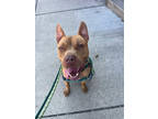 Adopt Seth a Red/Golden/Orange/Chestnut Mixed Breed (Large) / Mixed dog in