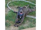 Adopt Kroger a Gray/Blue/Silver/Salt & Pepper Terrier (Unknown Type