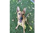 Adopt Pinecone (905) a Red/Golden/Orange/Chestnut Border Collie / Mixed dog in