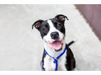 Adopt Alberta a Black Mixed Breed (Large) / Mixed dog in Chamblee, GA (38730831)