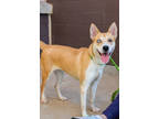 Adopt Nika a Tan/Yellow/Fawn Mixed Breed (Medium) / Mixed dog in Chamblee