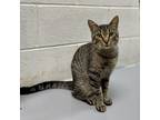 Adopt Pete a Brown or Chocolate Domestic Shorthair / Domestic Shorthair / Mixed