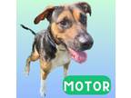 Adopt Motor a Black Hound (Unknown Type) / Mixed dog in Palm Coast