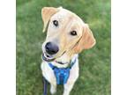 Adopt Dutton a Tan/Yellow/Fawn Labrador Retriever / Mixed dog in Itasca