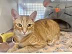 Adopt Situation a Orange or Red Tabby Domestic Shorthair (short coat) cat in