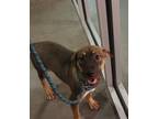 Adopt Lea a Black Mixed Breed (Medium) / Mixed dog in Farmington, NM (38788335)